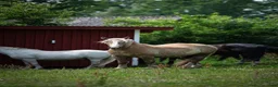  medryttarhäst finnes: Medryttare sökes  - Annons 1