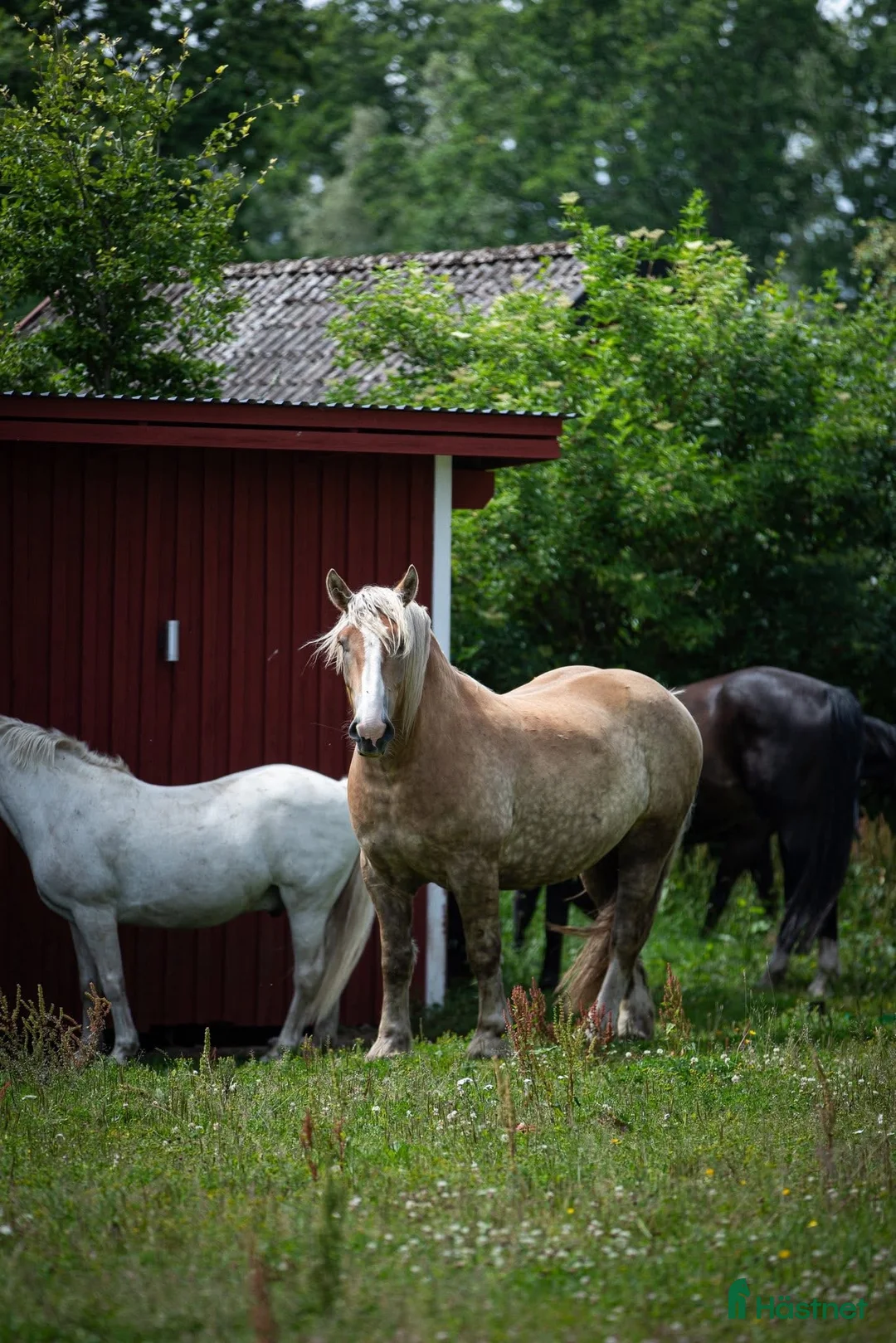  medryttarhäst finnes: Medryttare sökes  - Annons 1