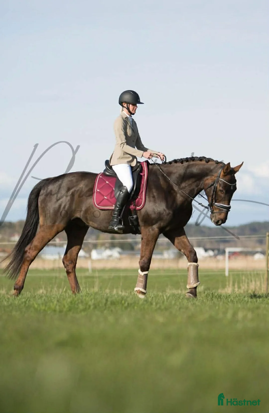 Allround hästar till salu: Trevlig Allroundhäst - Annons 2