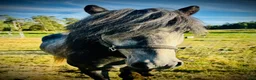 Island hästar till salu: Islandshästar - Annons 10