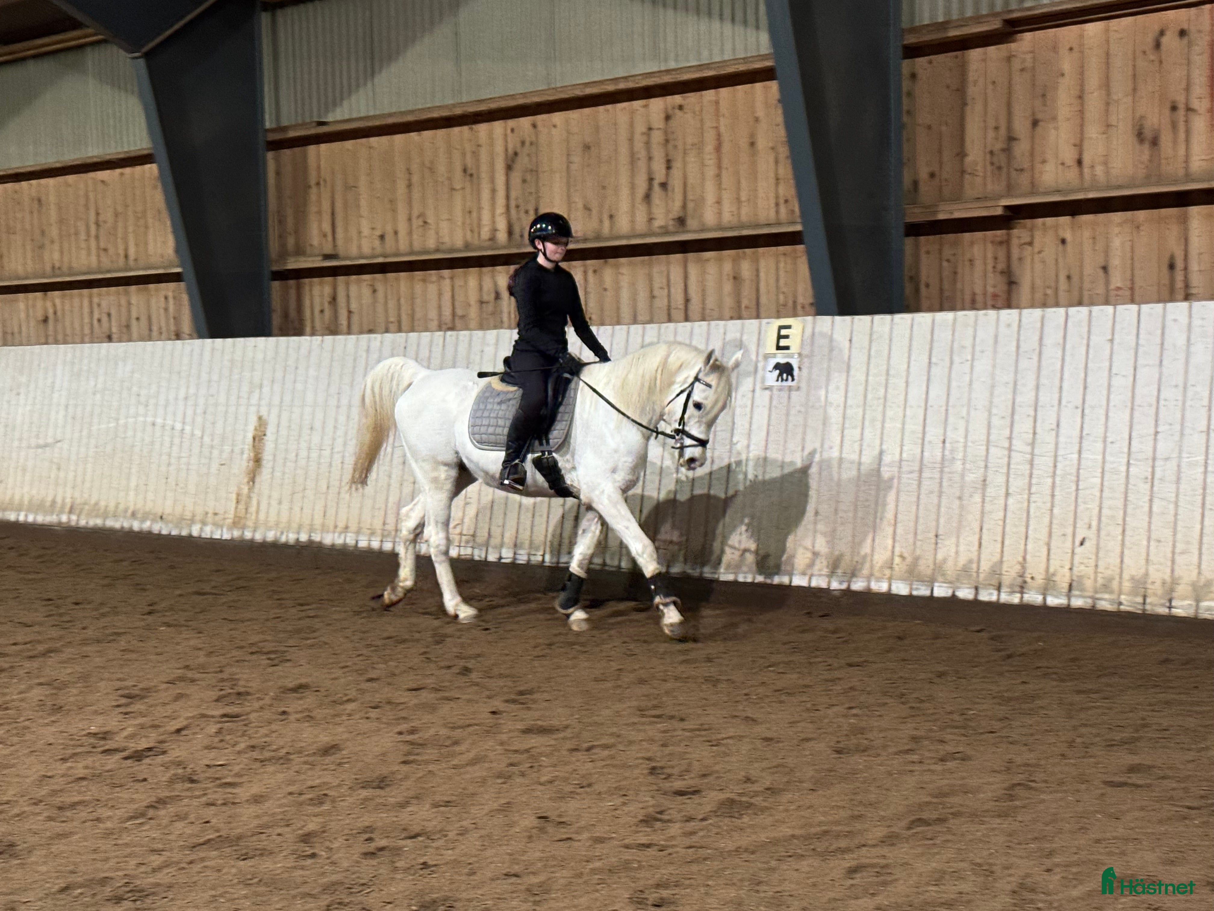  hästar Snäll trevlig valack - Annons 2