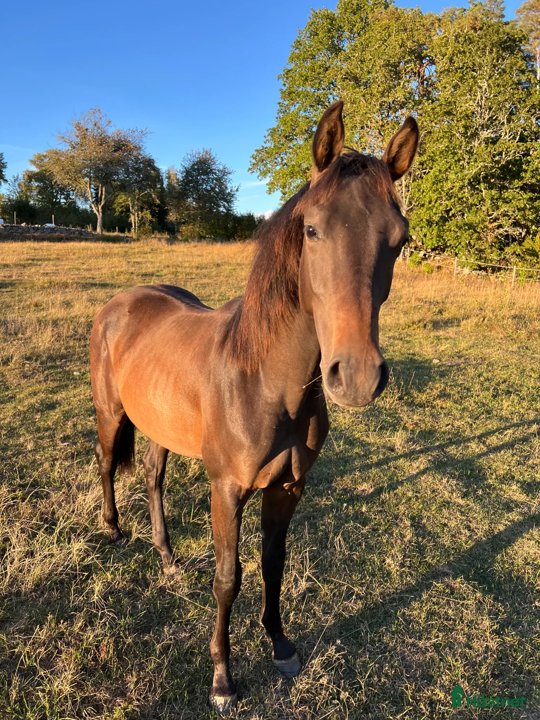 Hoppning hästar till salu: Lovande 2-årig valack söker sitt framtida hem  - Annons 1