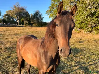 hästar Lovande 2-årig valack söker sitt framtida hem - Annons 2