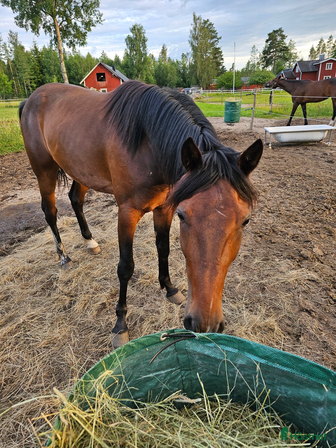 Trav hästar till salu: Kapabel 3åring  i Väring - Annons 2