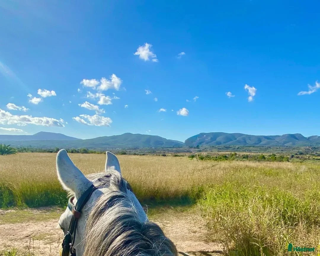  hästjobb finnes: Stallmedarbetare sökes till hästgård i Alicante! i Alicante - Annons 1