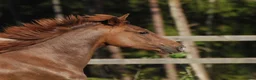 Allround hästar till salu: Töltande storhäst - Annons 3