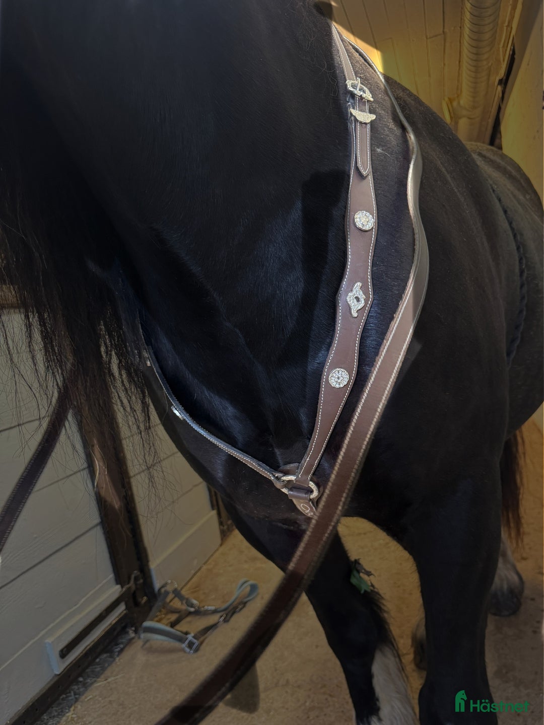 Träns hästutrustning till salu: Nya Portugisiska/akademiska träns i Matfors - Annons 4