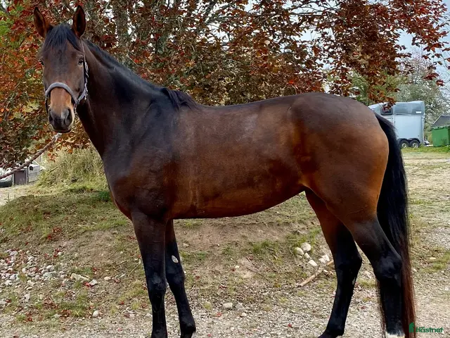 hästar till salu: Lovande 4-årssto - Annons 1