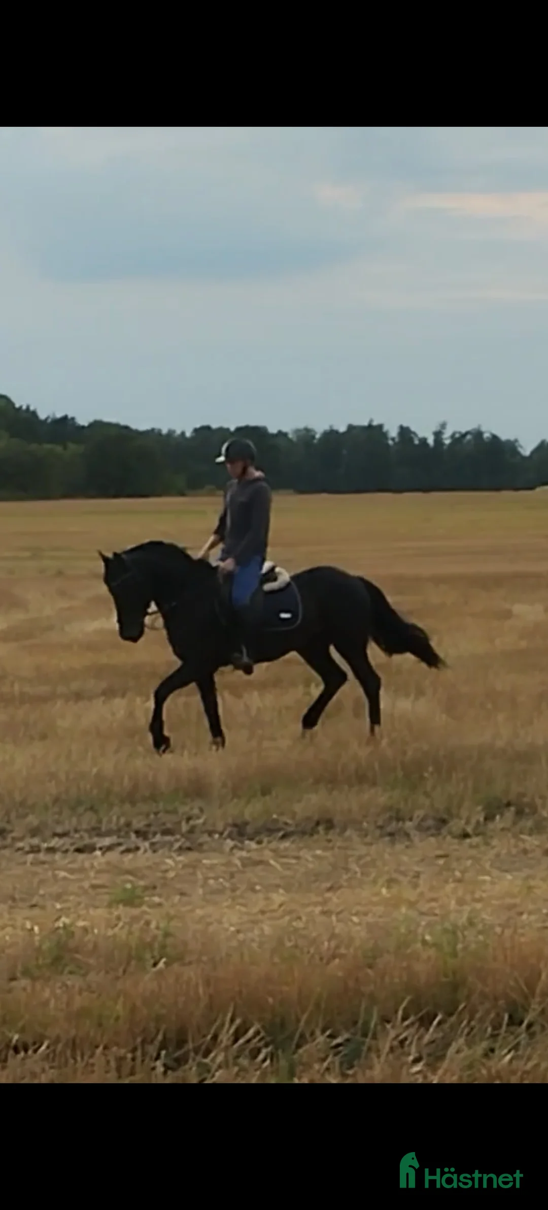 Allround hästar till salu: Charmig snygg connemara!  i Landskrona - Annons 2