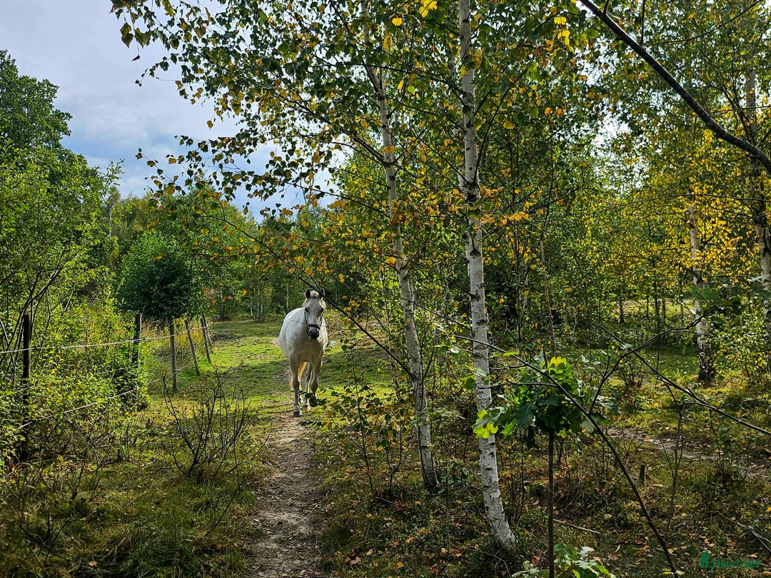 Allround hästar till salu: Charmigt sto söker nytt hem i Norrköping - Annons 8