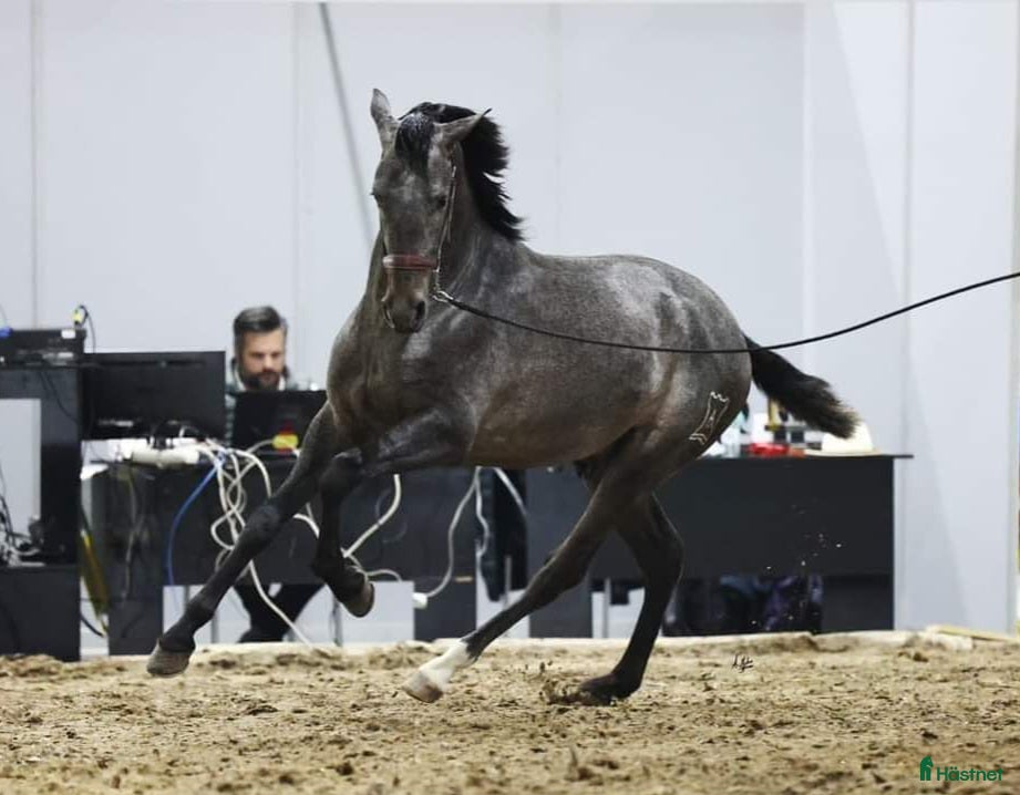  hästar Förmånligt till rätt hem - Annons 16