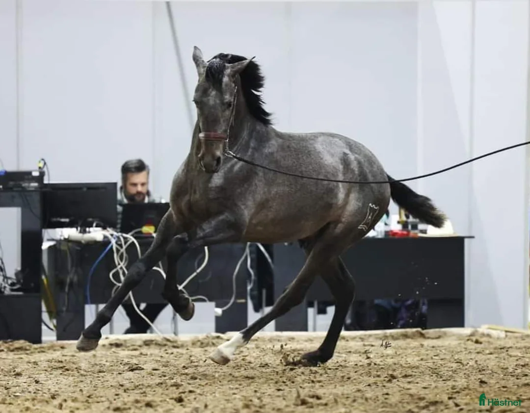 Allround hästar till salu: Förmånligt till rätt hem i Nybro - Annons 1