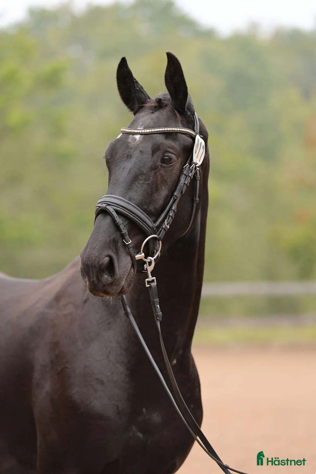 Avelshästar hästar till salu: Avelssto e Grand Galaxy Win - Annons 2