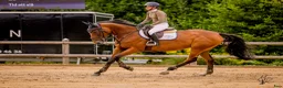 Allround hästar till salu: Underbart sto!  - Annons 2