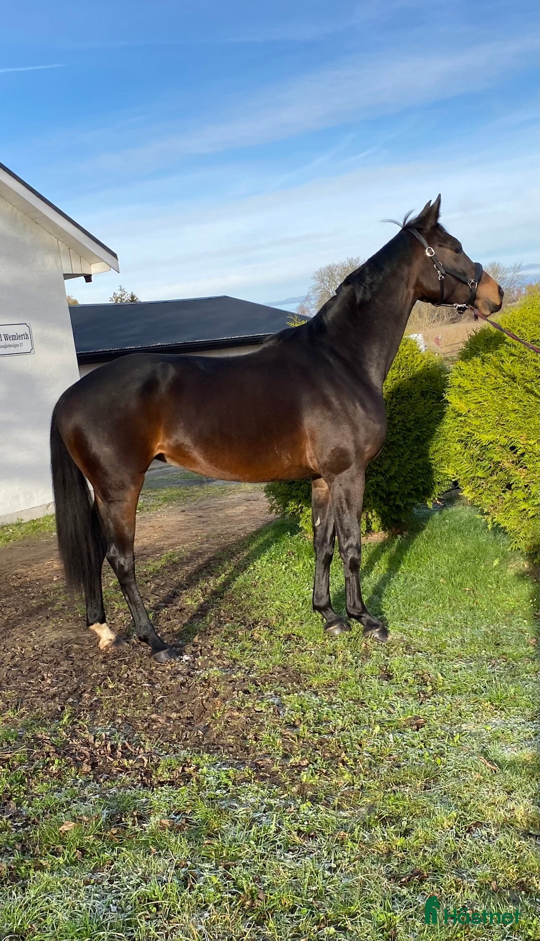 Dressyr hästar till salu: Vackert dressyr sto med toppstam i Fjälkinge - Annons 4