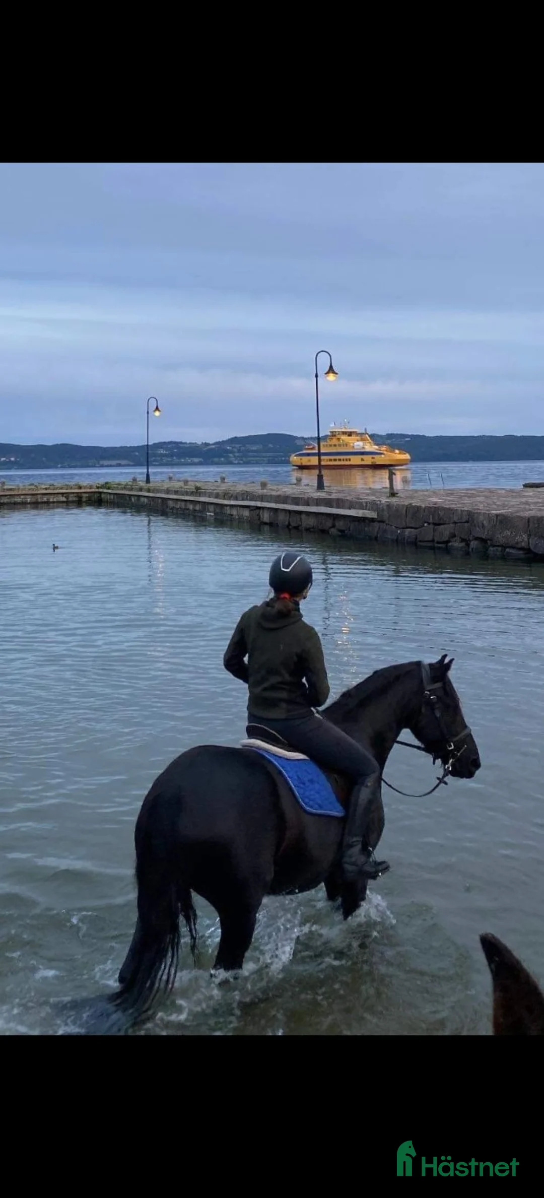 Allround hästar till salu: Vår "Black Beauty" - Tora - Annons 2