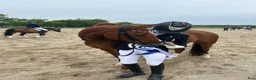Dressyr hästar till salu: FEI Dressurpony  - Annons 4
