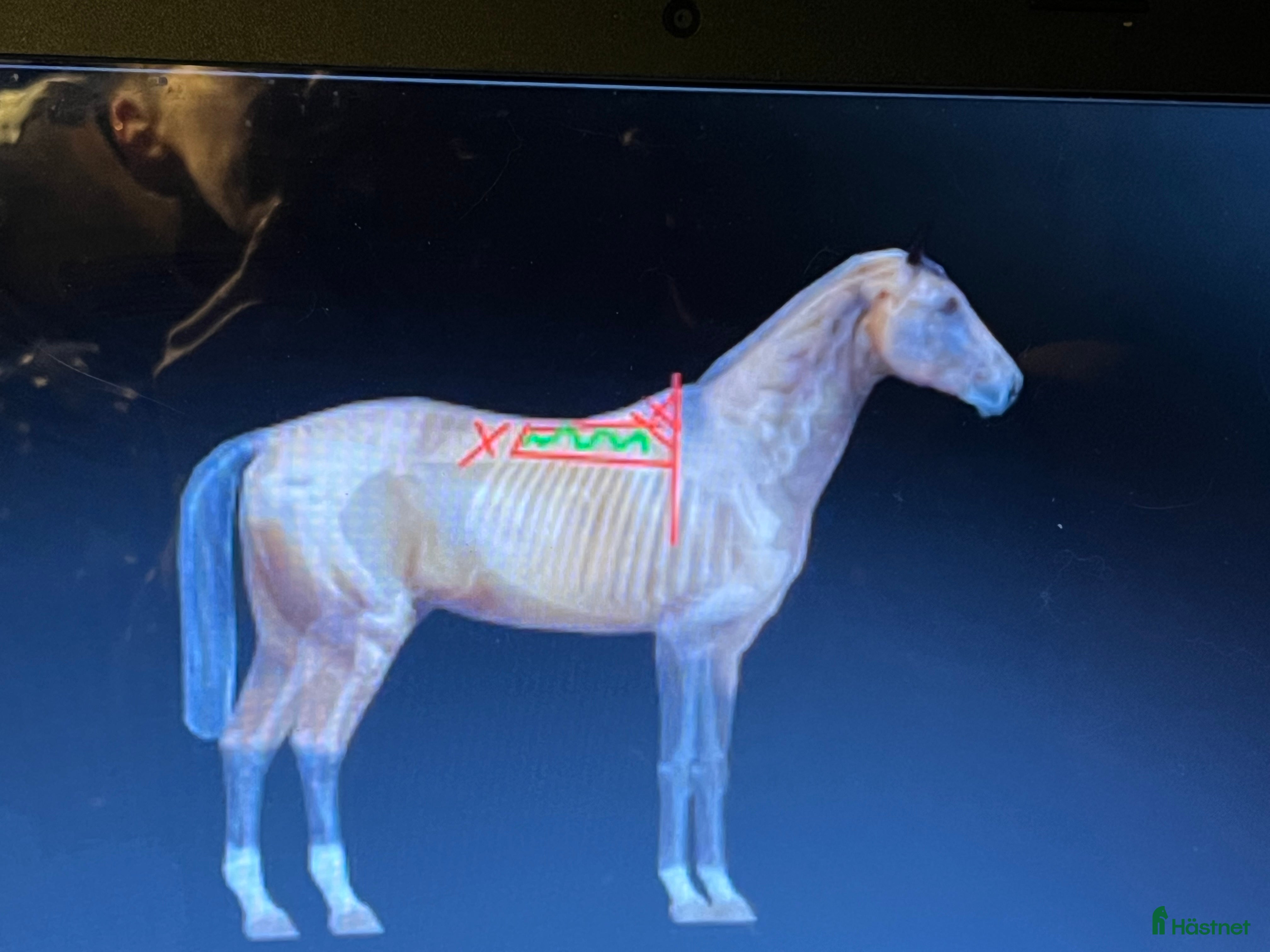  hästjobb Hästmassage  - Annons 17