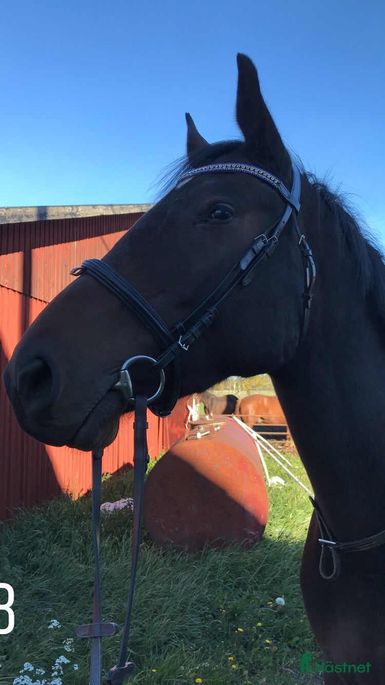  hästar Fantastiskt tjej som söker akut ett nytt hem - Annons 11