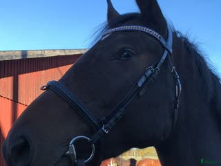 hästar Fantastiskt tjej som söker akut ett nytt hem - Annons 11