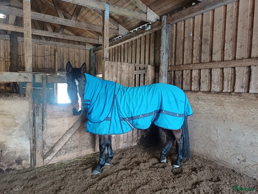 Allround hästar sökes: Ny familjemedlem sökes! Sto/valack i Limmared - Annons 2