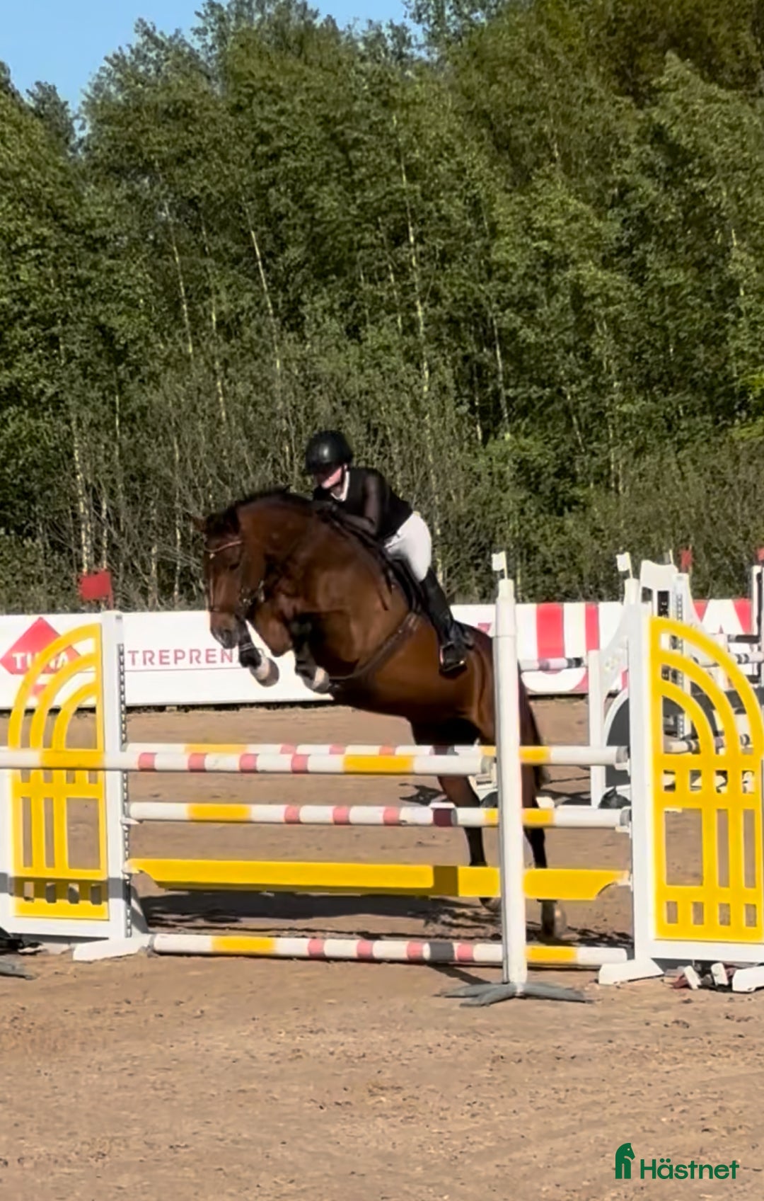 Allround hästar till salu: Läromästare hoppning och dressyr i Mölnbo - Annons 1