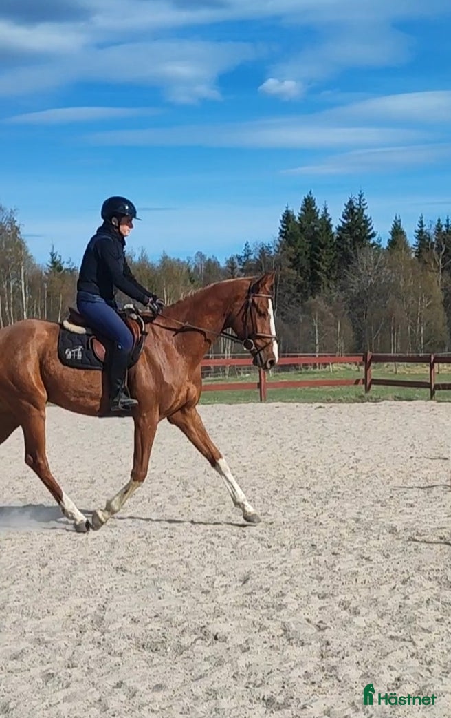  hästar Snyggt häst med kapacitet  - Annons 16