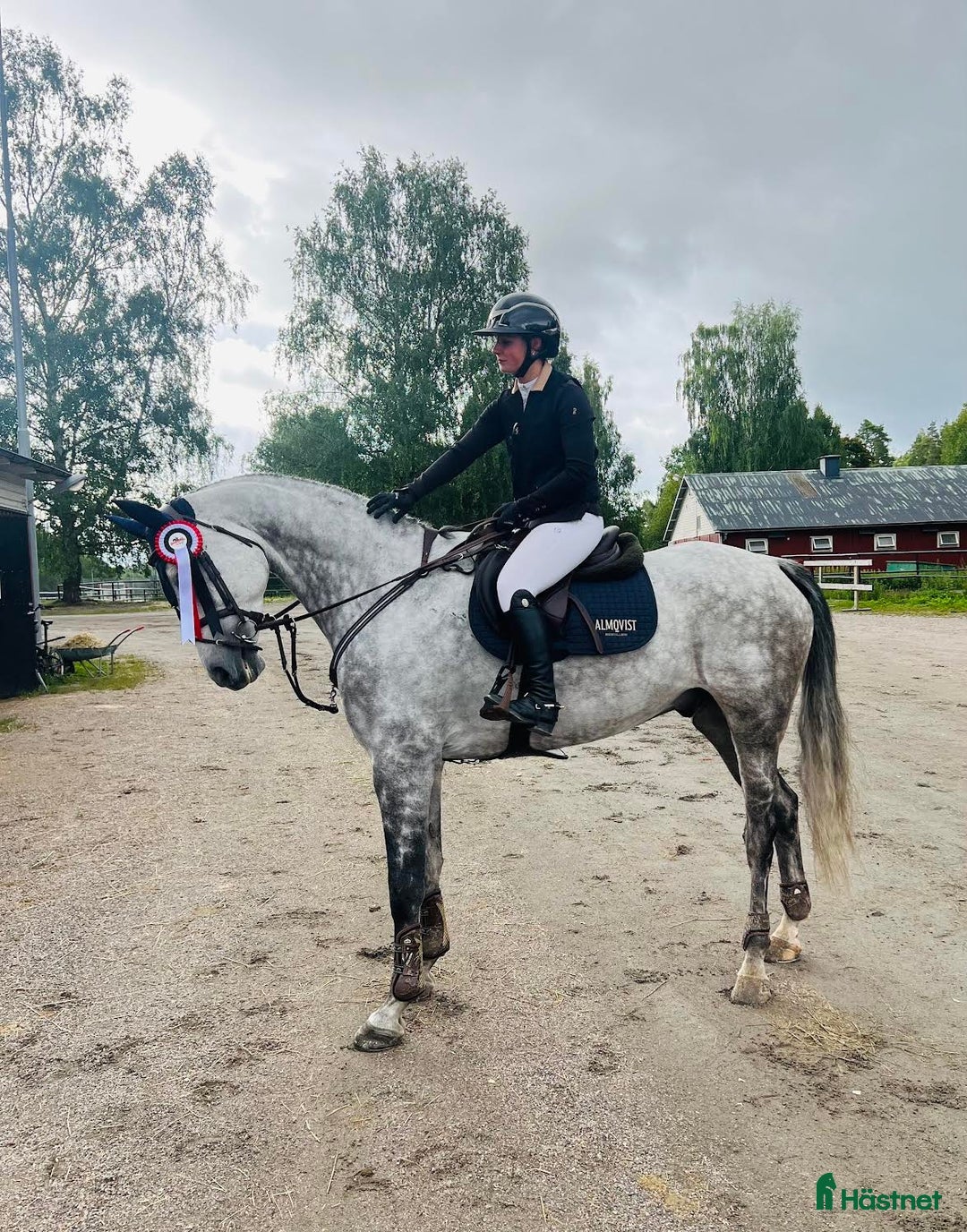  hästservice Vill du ha hjälp med din häst? - Annons 22