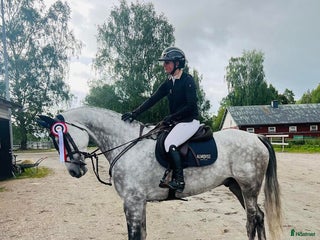 hästservice Vill du ha hjälp med din häst? i Bålsta - Annons 20