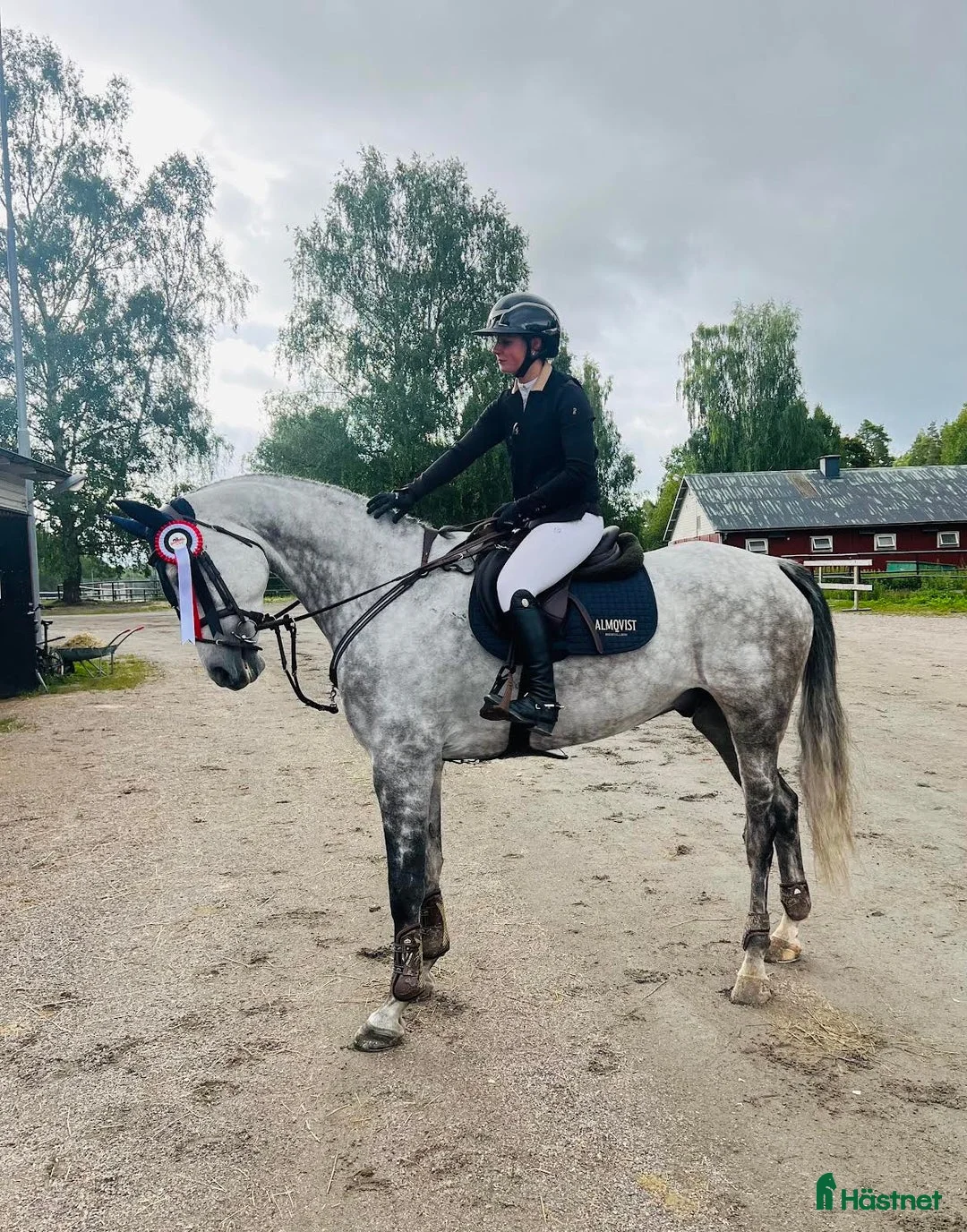  hästservice finnes: Vill du ha hjälp med din häst? - Annons 1