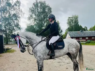 hästservice finnes: Vill du ha hjälp med din häst? - Annons 2