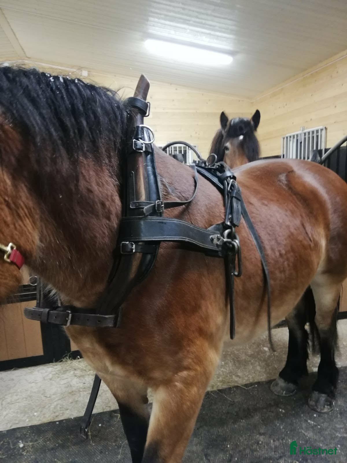 Körselar körning till salu: Fin loksele och baksele  i Delsbo - Annons 2