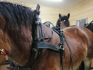 Körselar körning till salu: Fin loksele och baksele i Delsbo - Annons 2