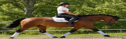 Allround hästar till salu: Your Dream allround partner - Annons 7