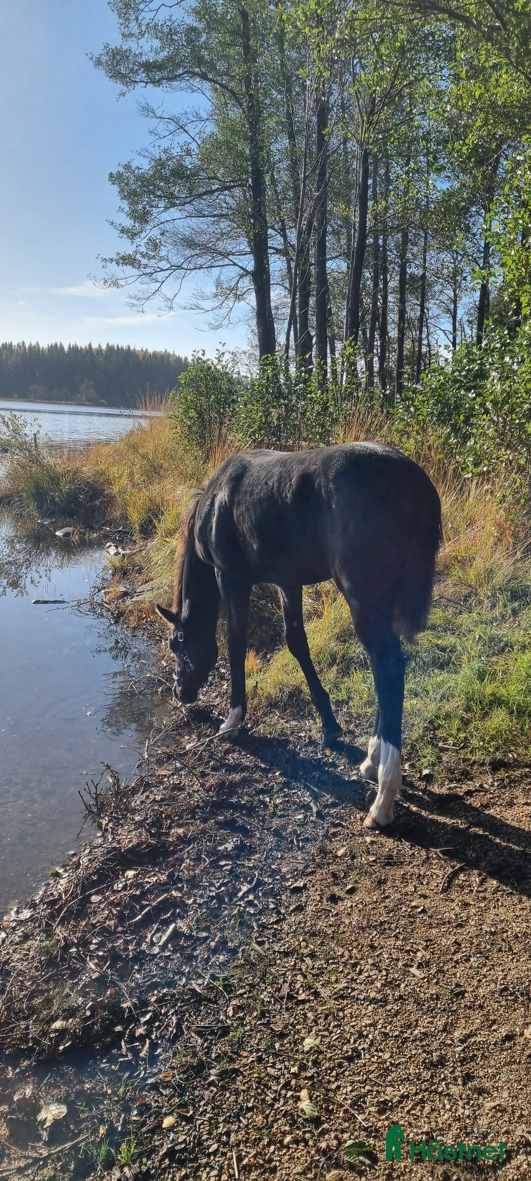 Dressyr hästar till salu: Charmigt svart hingstföl i Gällstad - Annons 10