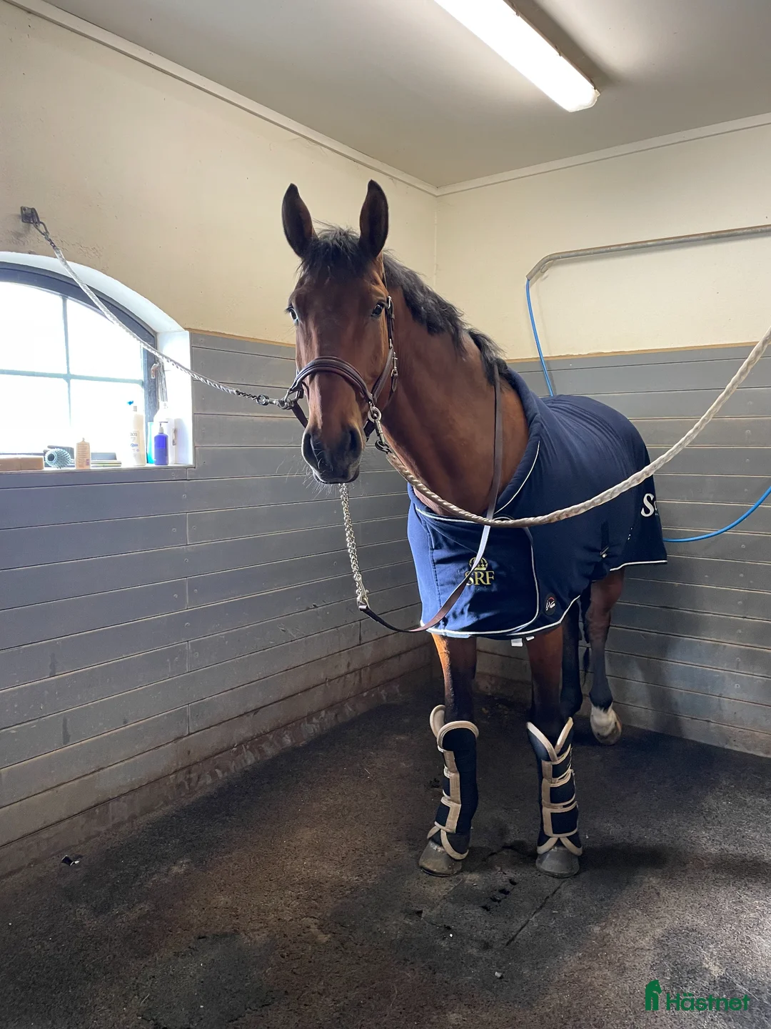 Hoppning hästar till salu: SWB hoppvalack 6 år - Annons 2