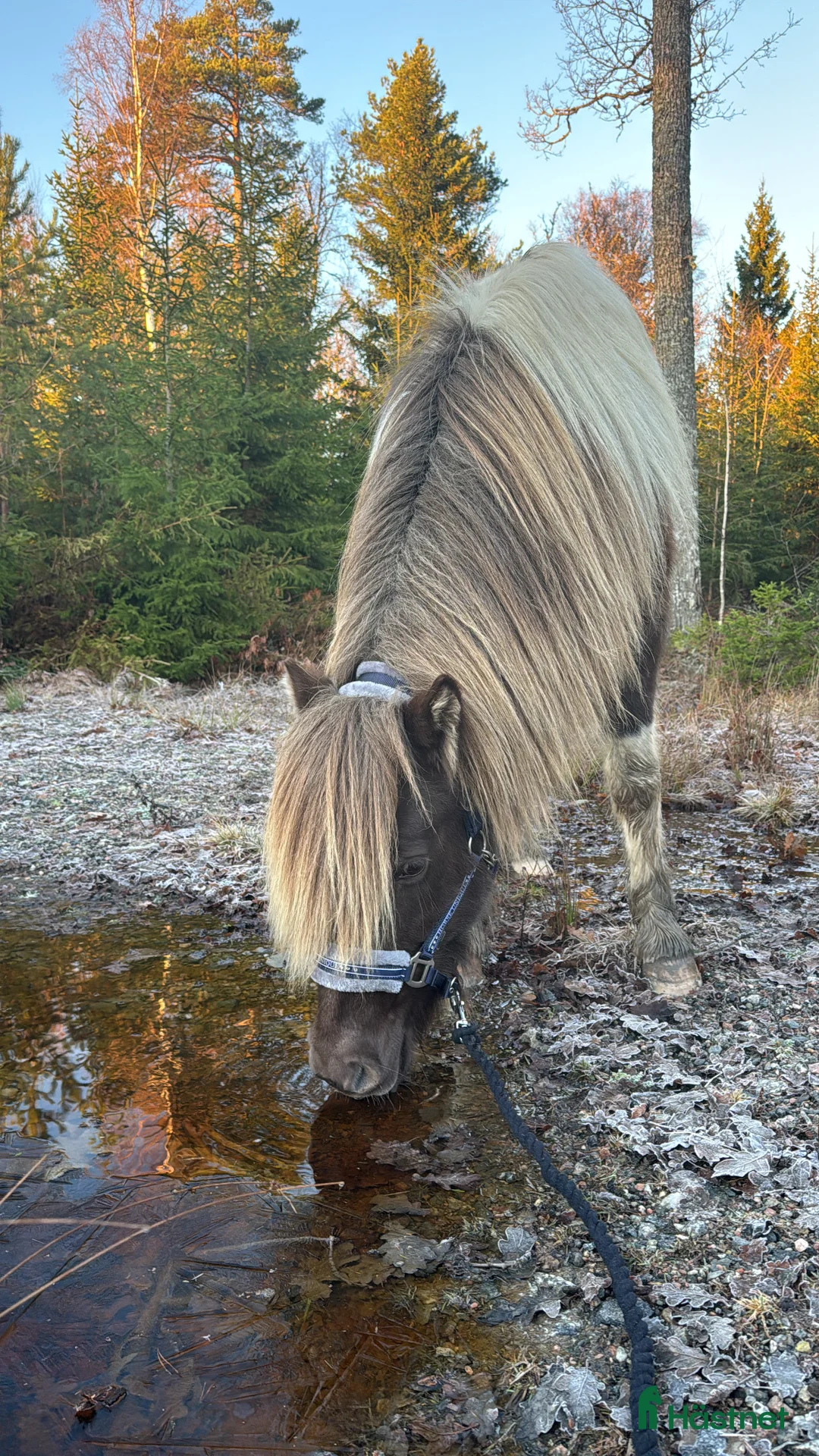 Island hästar till salu: En underbar kille ❤️ - Annons 2