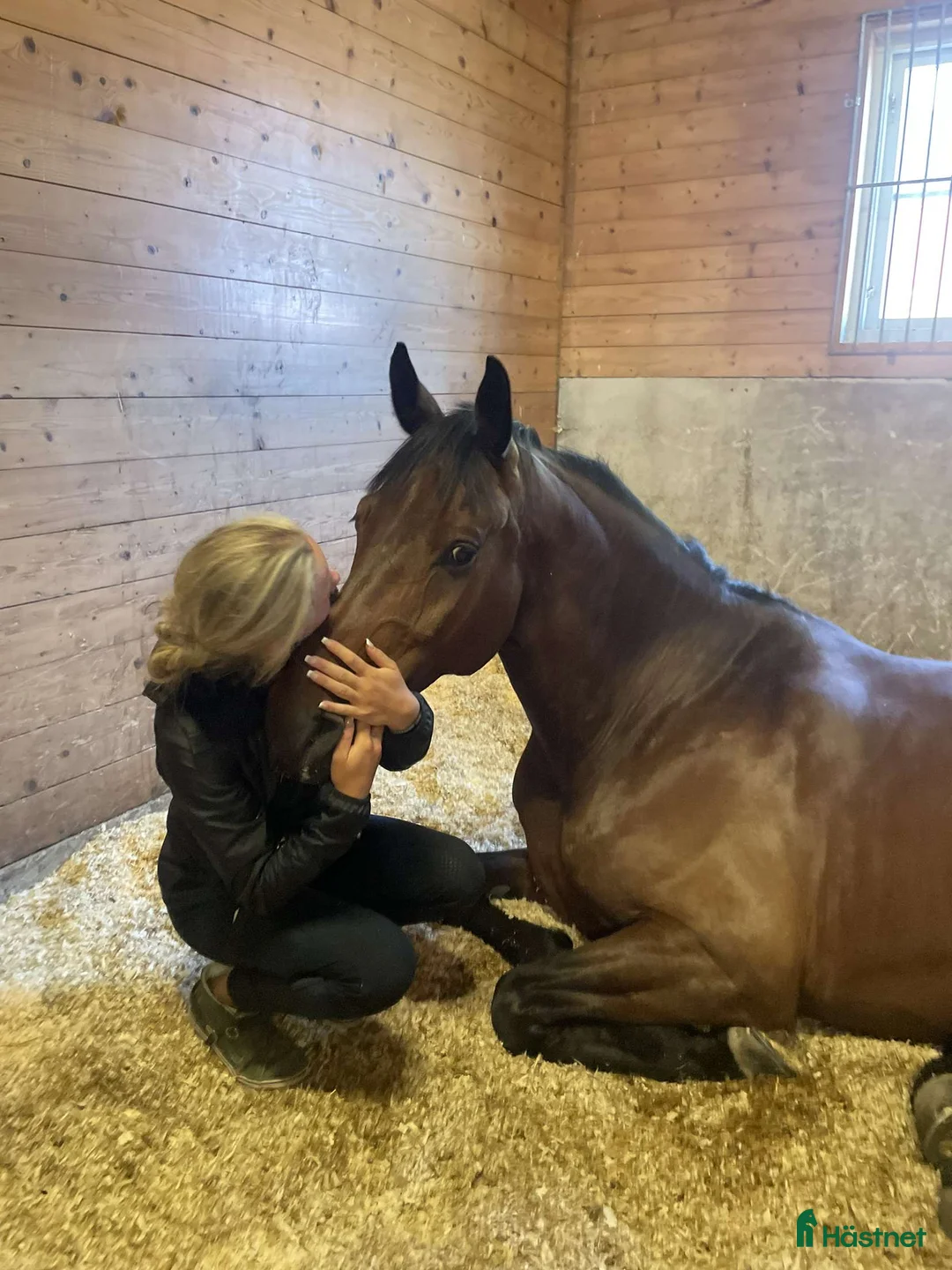 Dressyr hästar till salu: Fantastisk valack för dig som vill göra allt!🐴 i Våxtorp - Annons 2