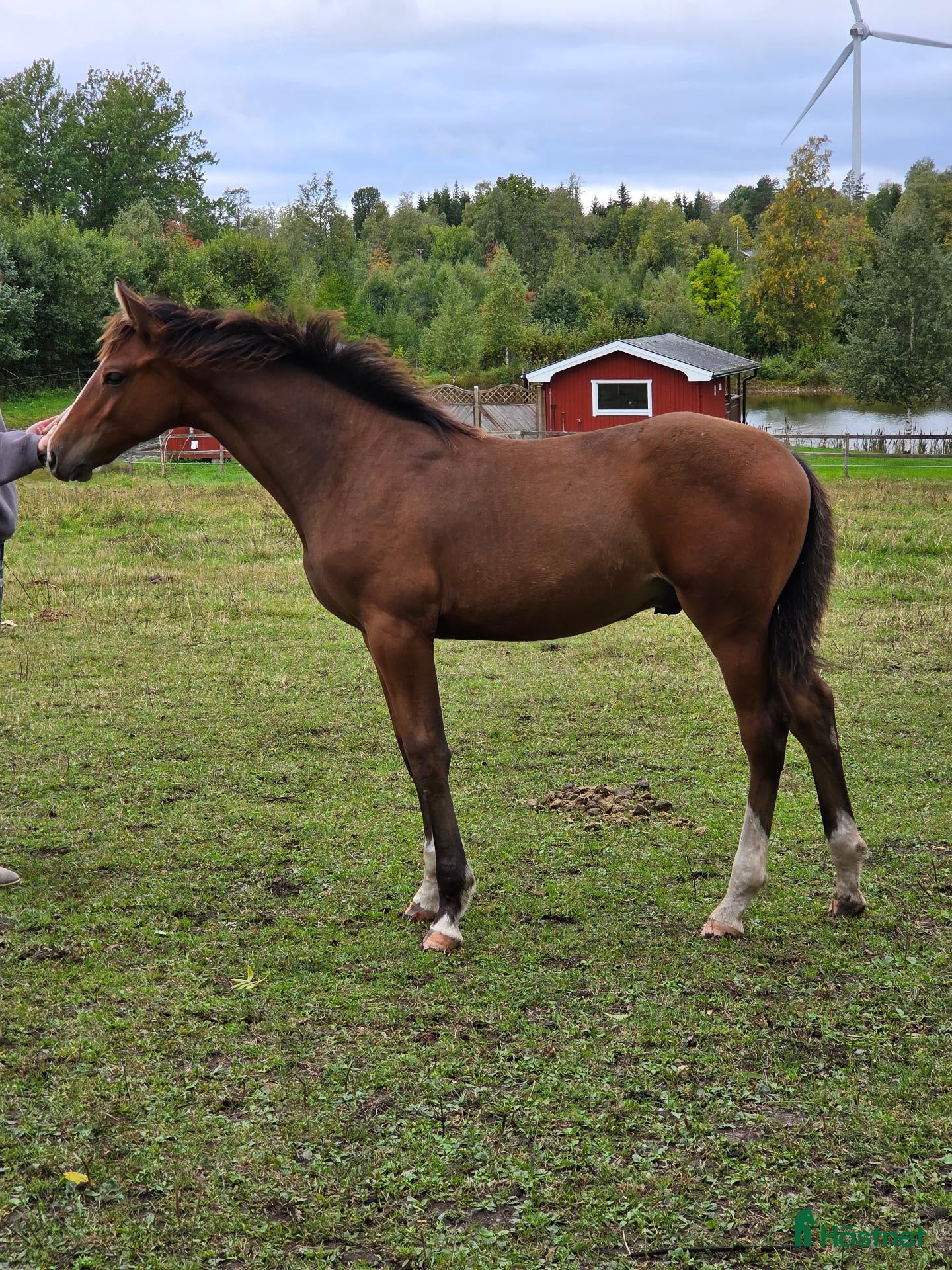  hästar Trygg och bildskön hingst - Annons 18