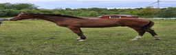 Hoppning hästar till salu: Trygg och bildskön hingst - Annons 1