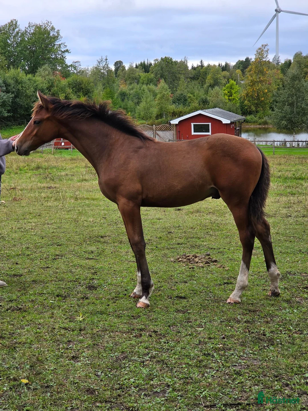 Hoppning hästar till salu: Trygg och bildskön hingst - Annons 1