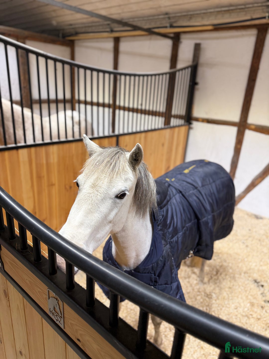  medryttarhäst finnes: Medryttarponny/medryttarhäst/jullovsponny i Vallåkra - Annons 1