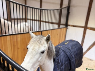 medryttarhäst finnes: Medryttarponny/medryttarhäst/jullovsponny i Vallåkra - Annons 5