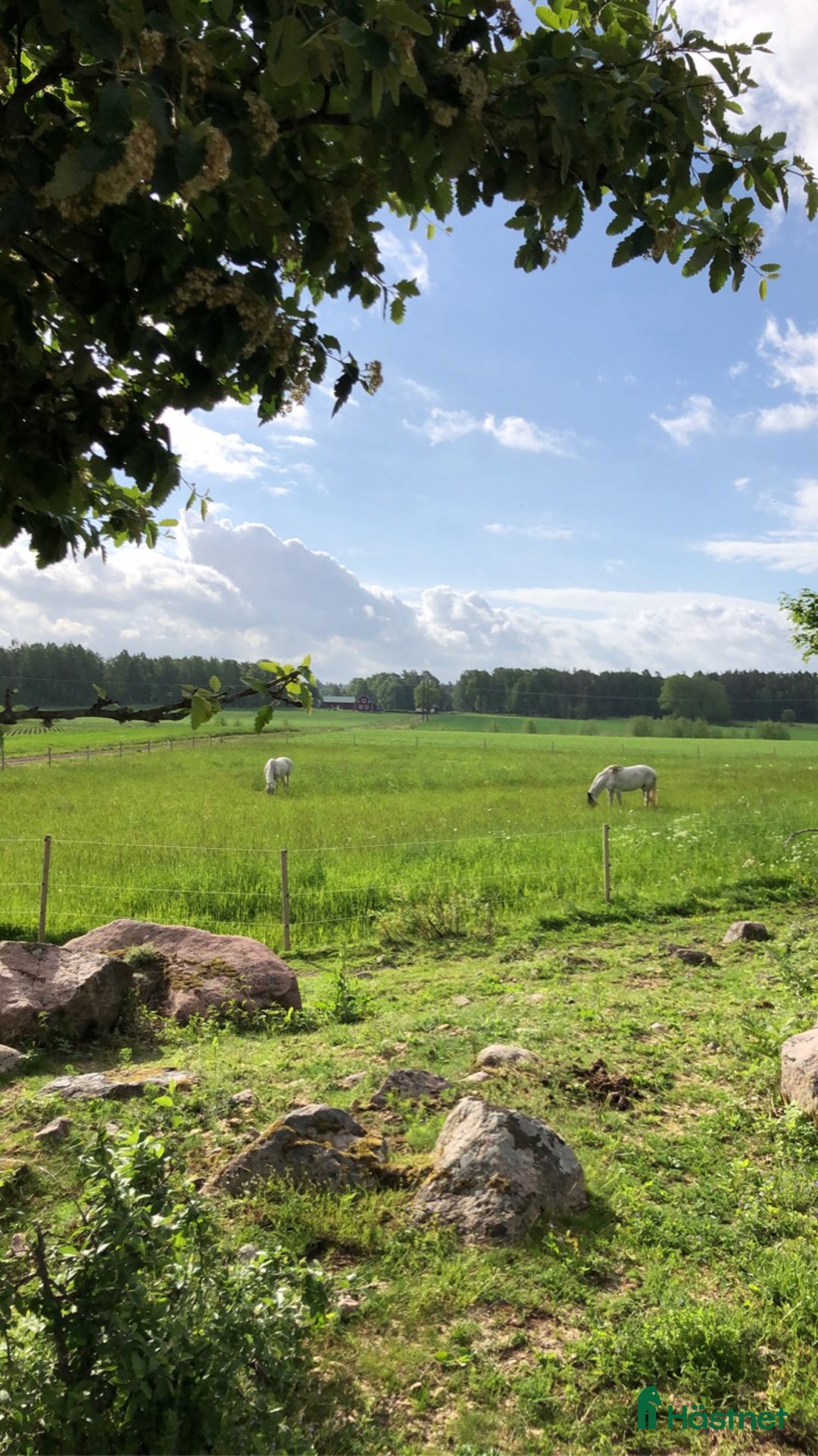 Allround hästar sökes: Bästa vän sökes! i Mariestad - Annons 1