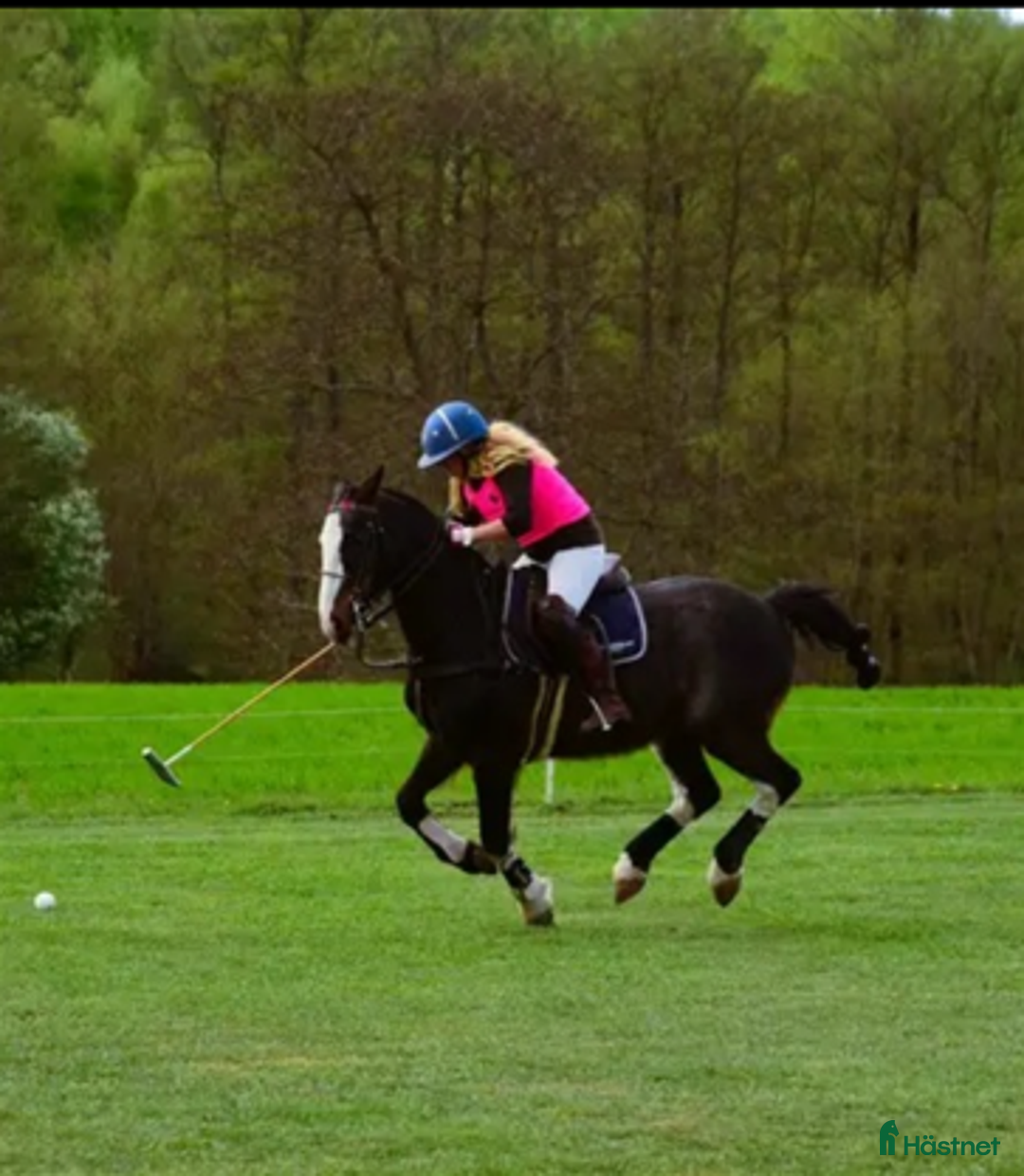 Allround hästar till salu: Underbar Allround Ponny! i Sjöbo - Annons 2