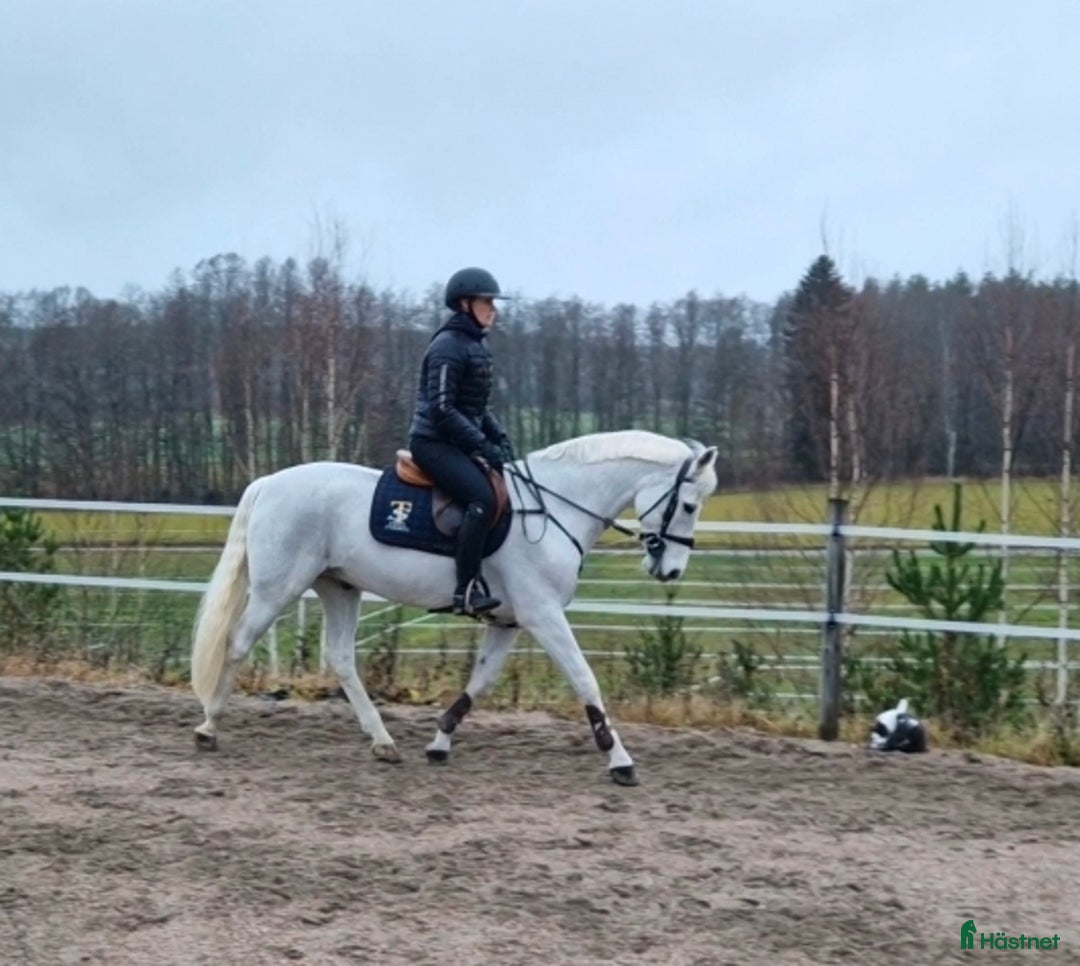 Hoppning hästar till salu: Fantastisk Läromästare  i Köping - Annons 2