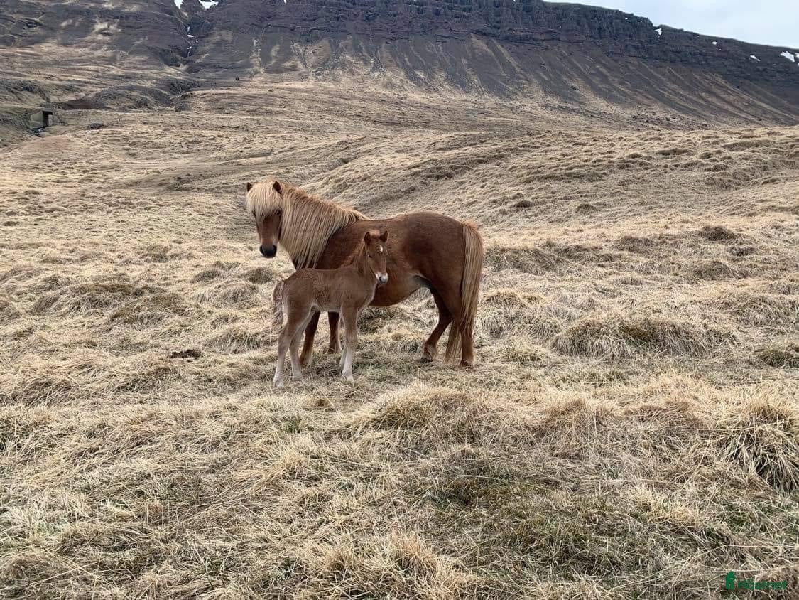  hästar Vackert äldre avelsto i Ljusdal - Annons 2