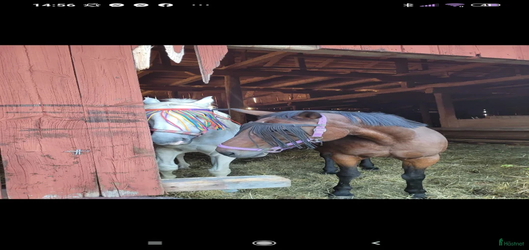 Galleribild {{count}}