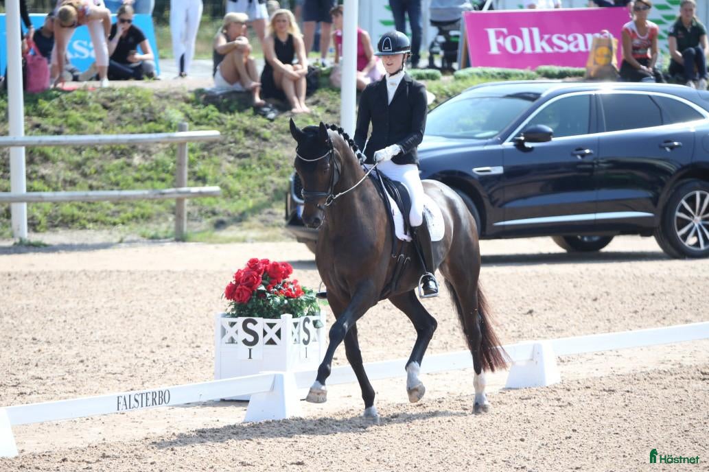  hästar Våran ”once in a lifetime horse” - Annons 2