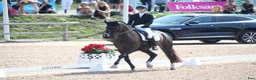 Dressyr hästar till salu: Våran ”once in a lifetime horse” i Köping - Annons 2